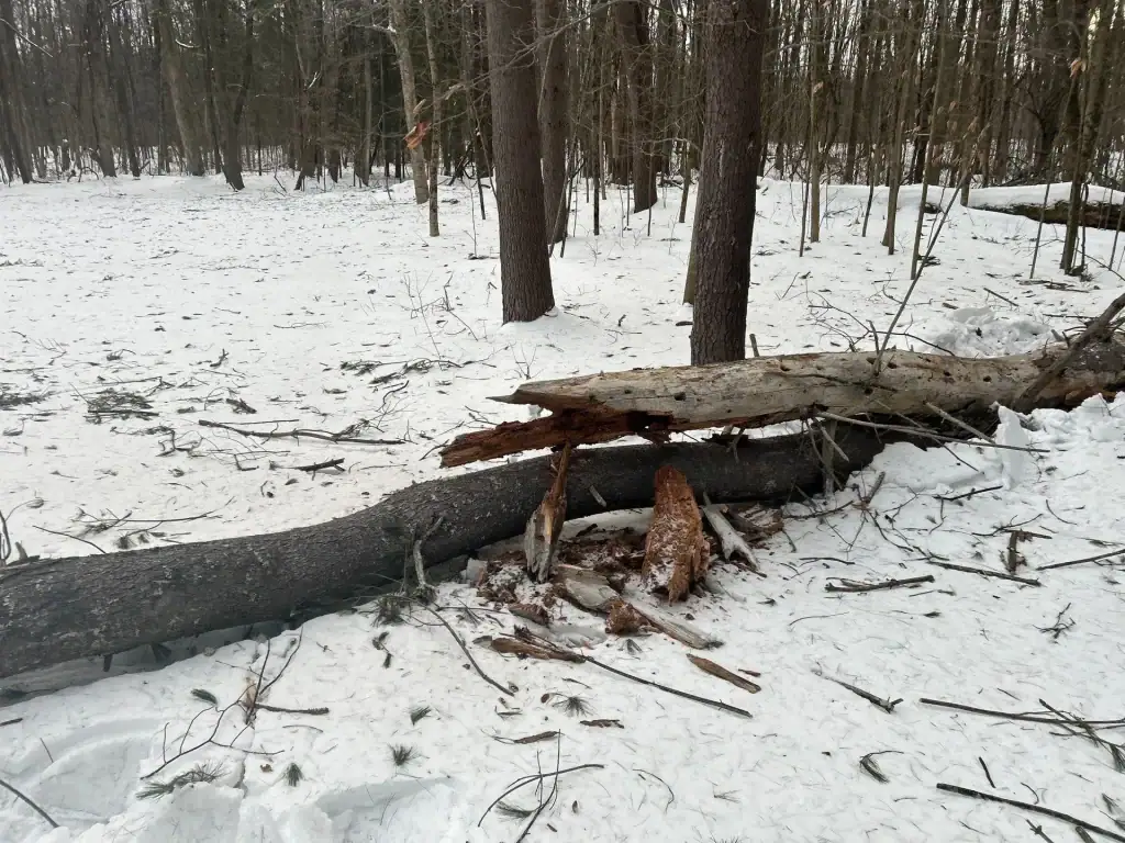 A snow-covered forest in Saratoga County, NY features a large fallen tree split in half, its trunk resting on broken branches—much like the aftermath of excavating contractors at work. Bare trees and scattered twigs complete the wintry landscape.