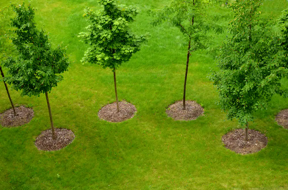 Four young trees in NY are evenly spaced with mulch rings on grass, planted by a Saratoga County contractor.